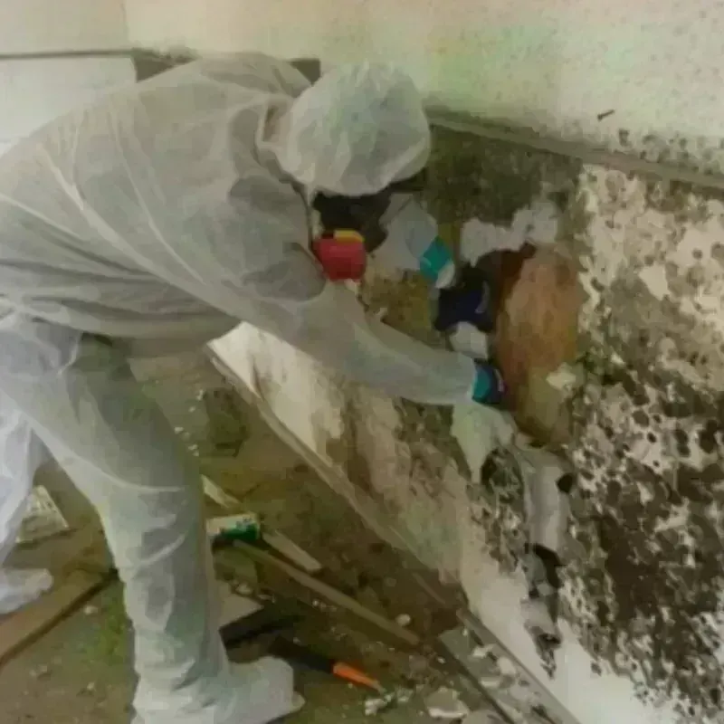 Mold Remediation and Removal in Milbank, SD